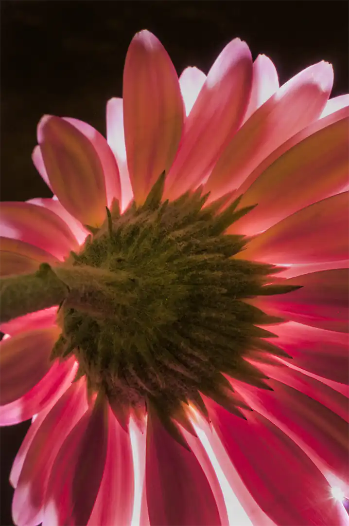 GERBERA CONTRA LUZ DIEGO TORRES