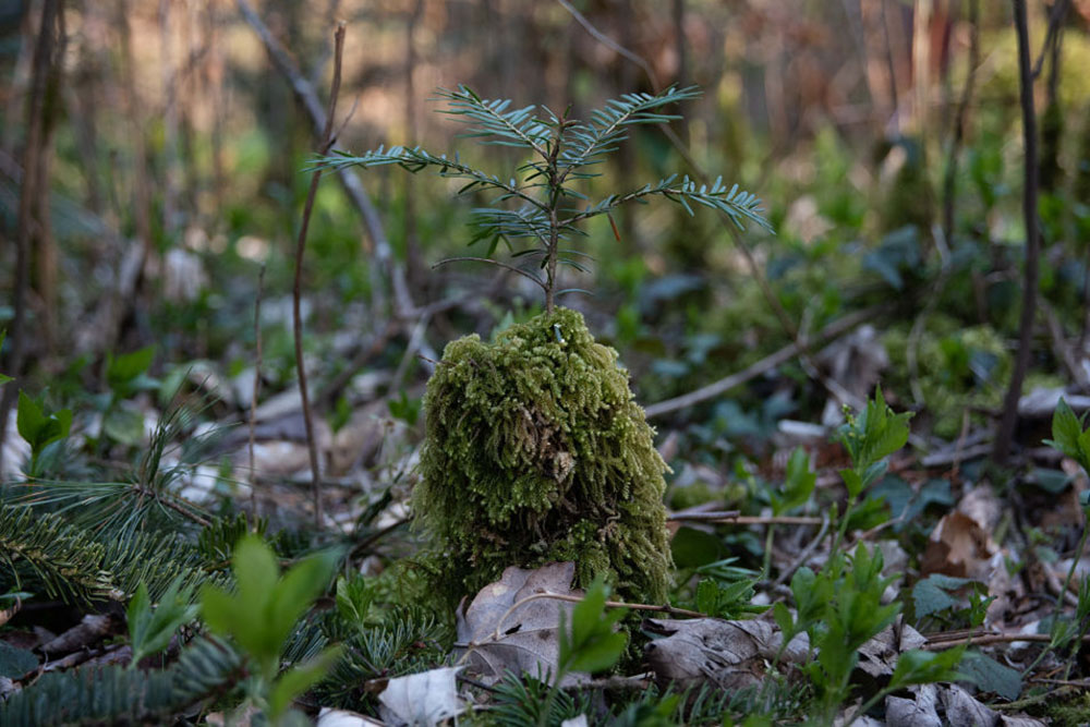  BOSQUES Y SORPRESA BENZENSCHWILL